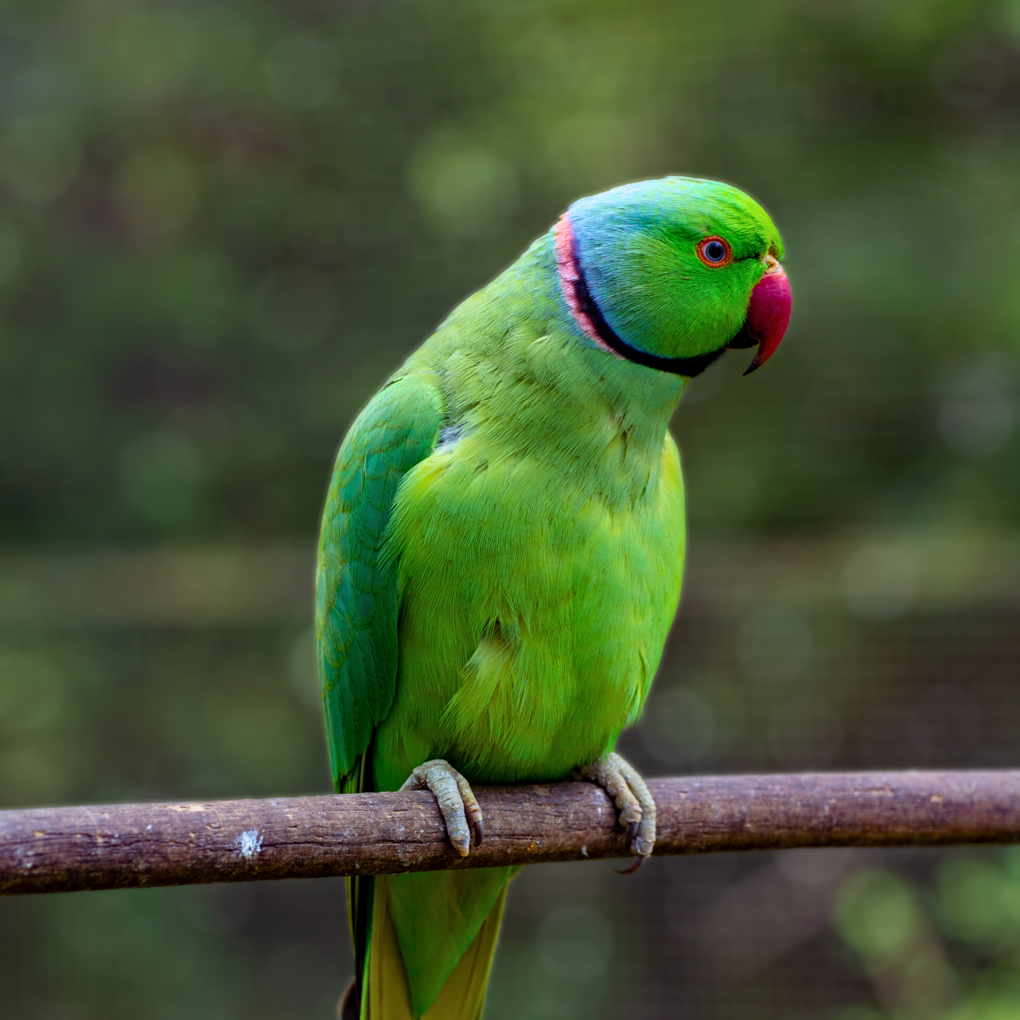 Help with age. | Parrot Forum 🦜 Parrot Owners Community