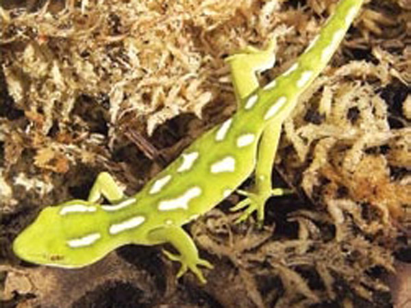 green gecko