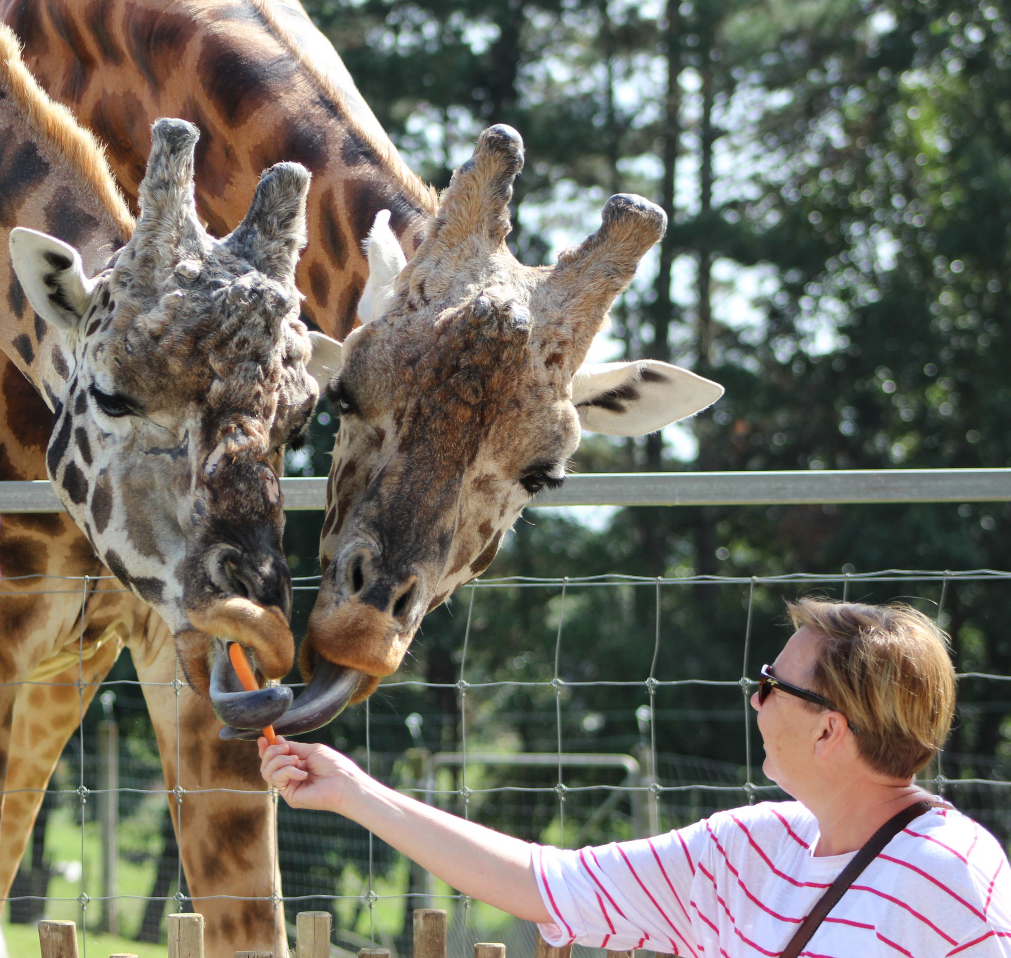 Feeding giraffe2