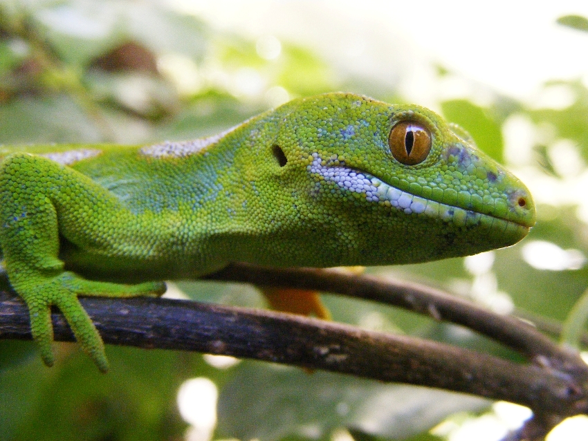 Photo New Zealand Native Gecko