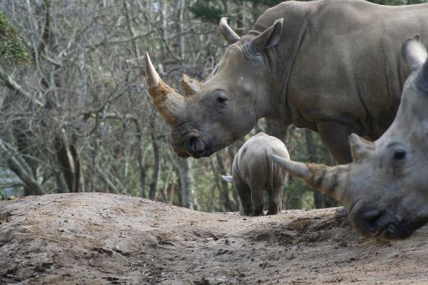 Rhino calf 3weeks 2