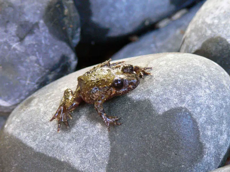 A Hochstetter's frog lounging on a sunny rock