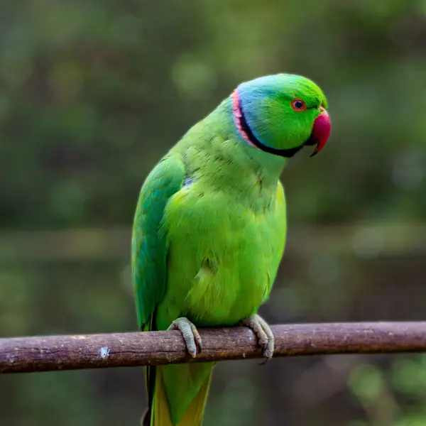 A bright green Alexandrine parakeet perching on a branch