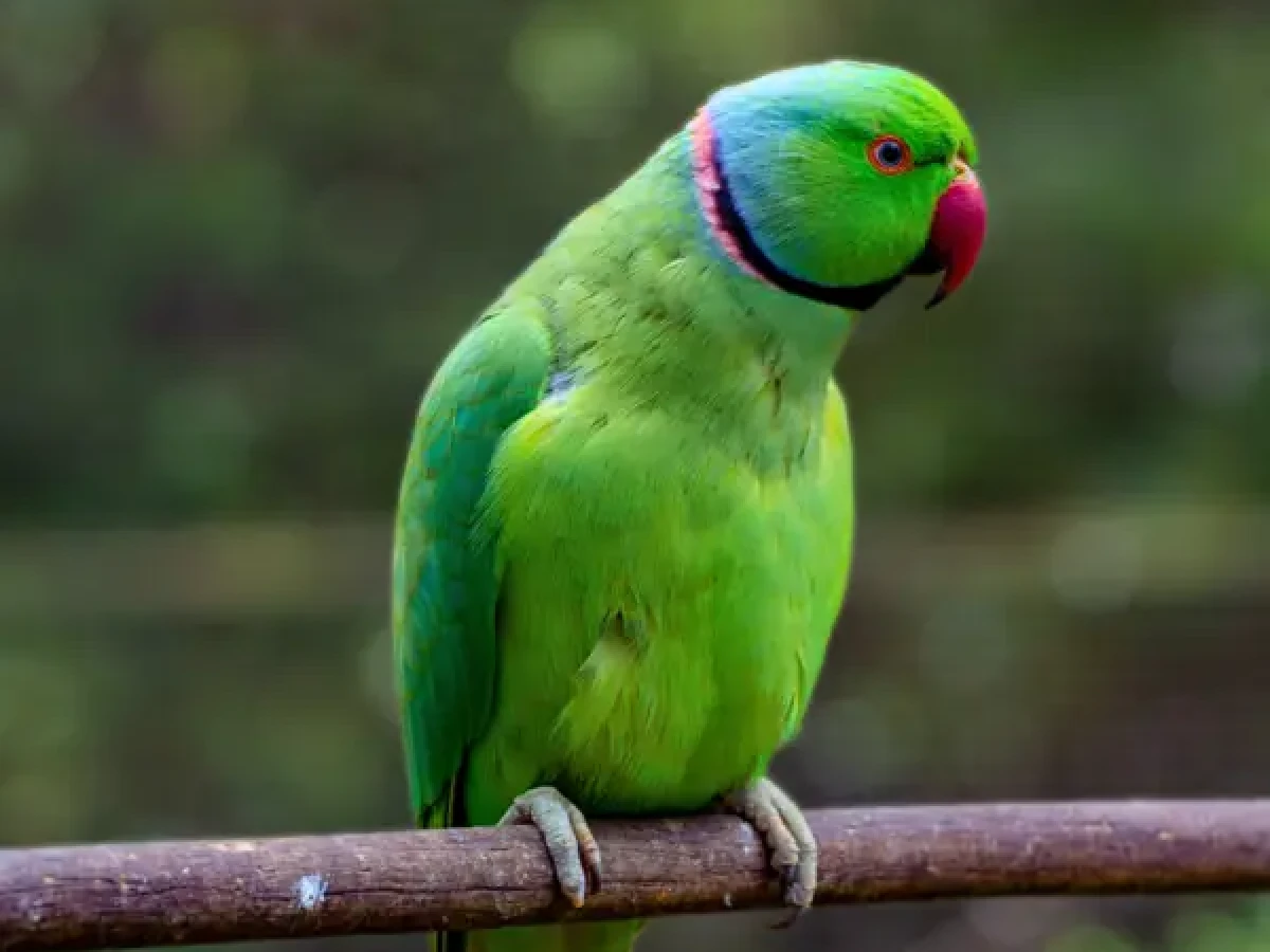 A bright green Alexandrine parakeet perching on a branch