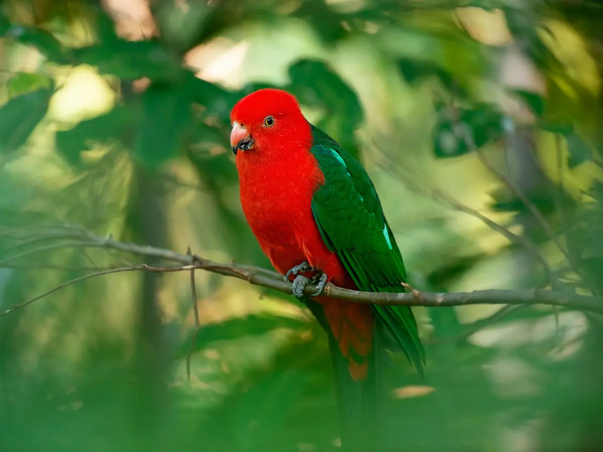 An orange and green Australian King Parrot perching on a branch