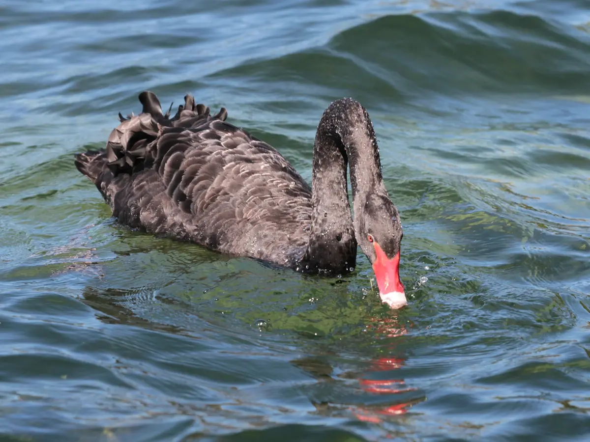 A black swan swimming at Hamilton Zoo