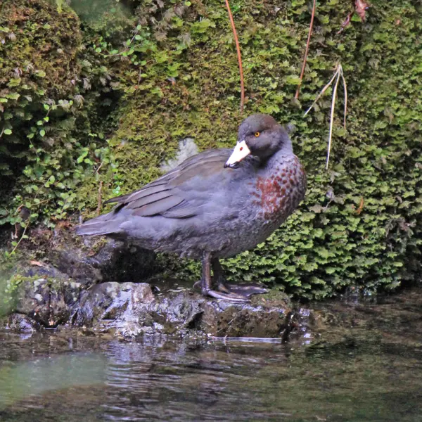 A blue duck, also known as a whio, standing at the edge of the water at Hamilton Zoo