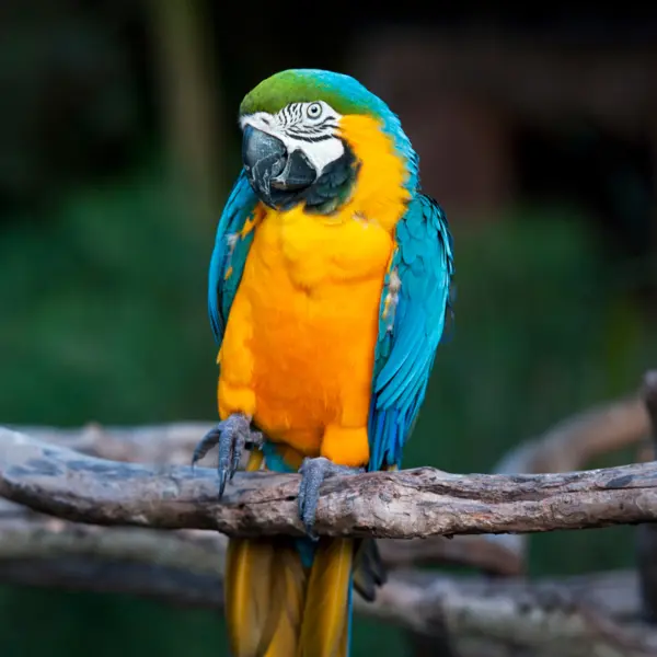 A blue and yellow macaw perched on a branch