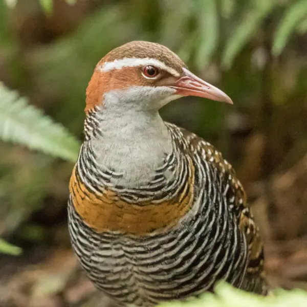 A buff-banded rail perched among ferns