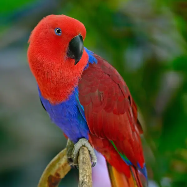 A brightly colored eclectus parrot perched on a branch