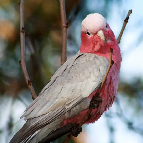 A pale galah bird perched on a branch