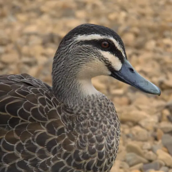 A close-up image of a grey duck at Hamilton Zoo