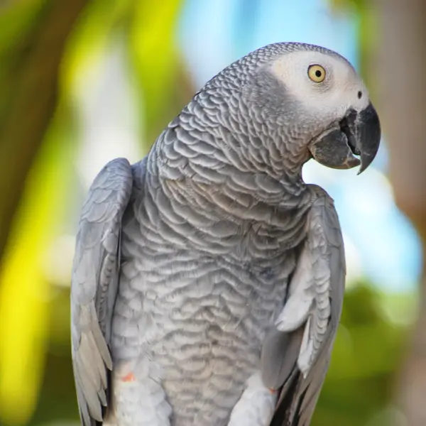 A grey parrot perched among foliage at Hamilton Zoo