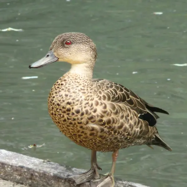 A grey teal standing on the water's edge