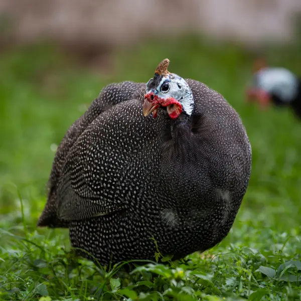 A helmeted guineafowl on a grassy area at Hamilton Zoo