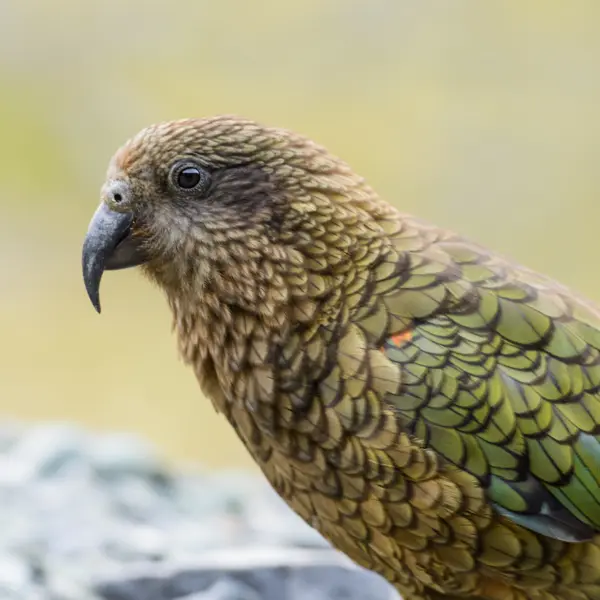 A close-up of a kea at Hamilton Zoo