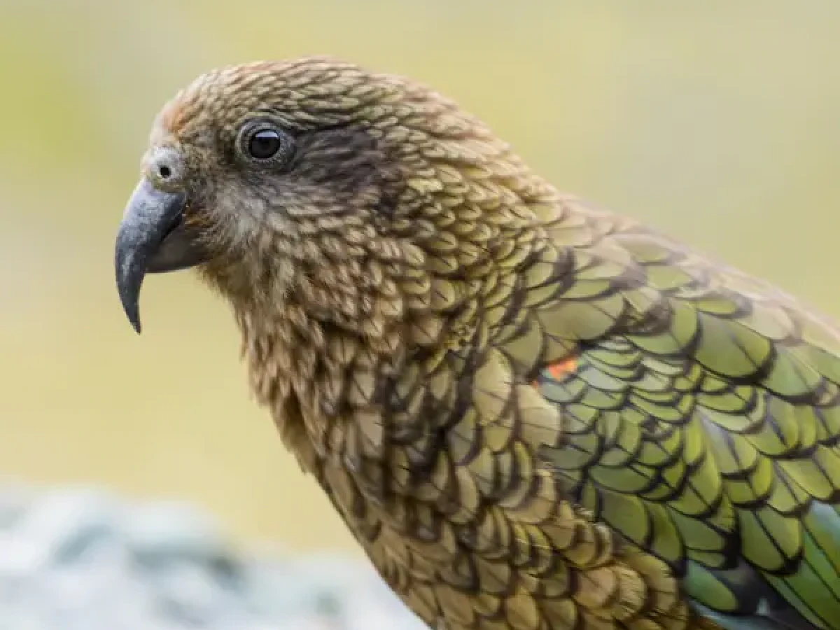 A close-up of a kea at Hamilton Zoo
