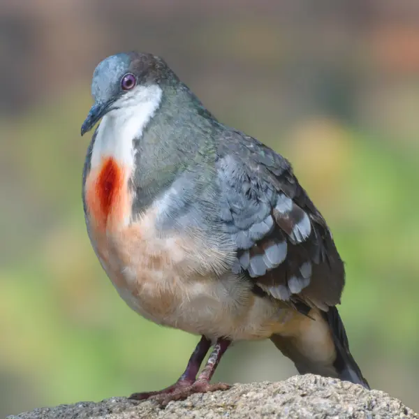 A close-up of a bleeding-heart pigeon, showing its characteristic red splotch over its heart