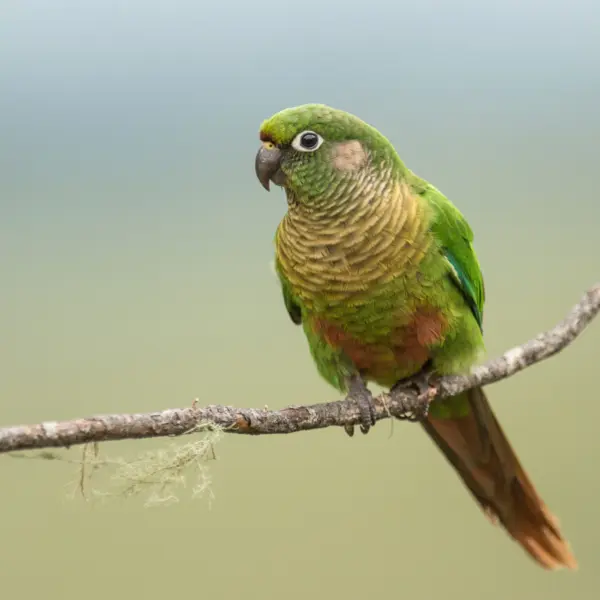 A maroon-bellied conure perched on a branch