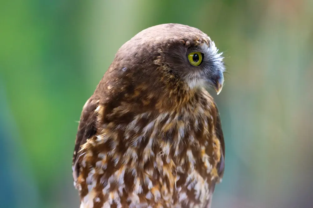 A morepork looking to the side