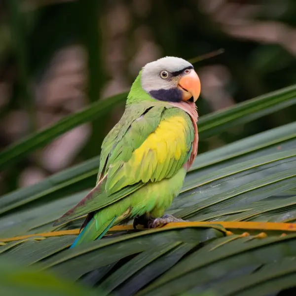 A moustached parakeet perched on a small leafy branch