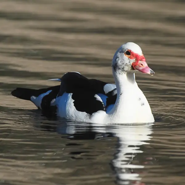 A Muscovy duck swimming at Hamilton Zoo