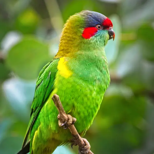 A bright green musk lorikeet gripping a small branch