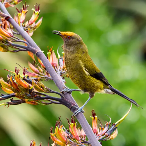 A New Zealand Bellbird eating nectar