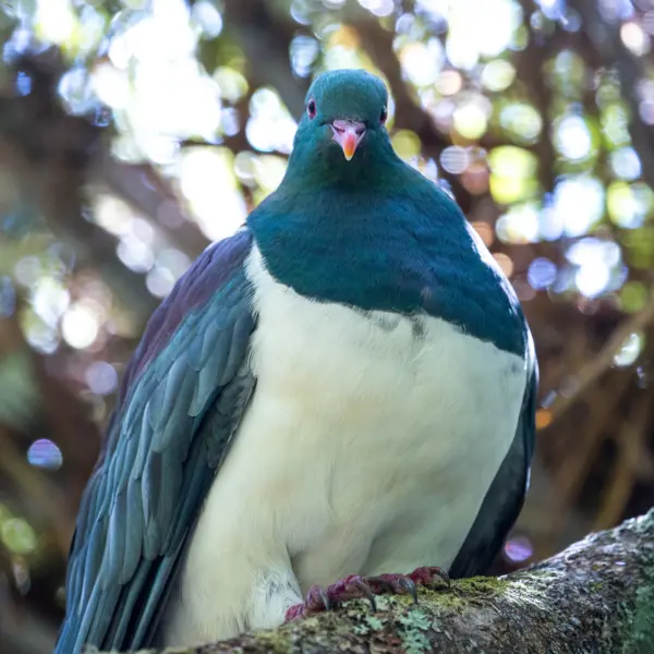 A kereru perched on a solid branch at Hamilton Zoo