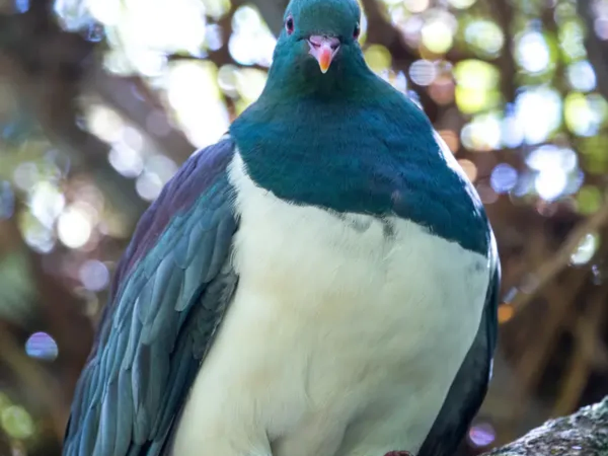 A kereru perched on a solid branch at Hamilton Zoo