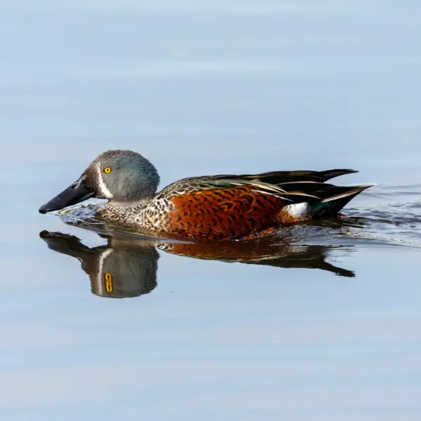 A New Zealand Shoveler gliding through the water