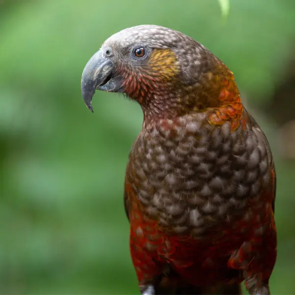 A North Island Kaka perched amongst the foliage