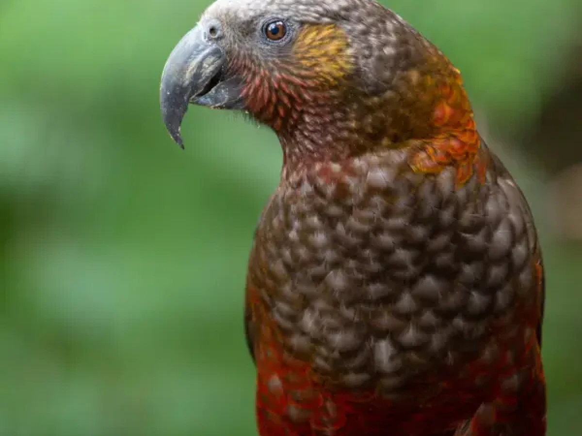 A North Island Kaka perched amongst the foliage
