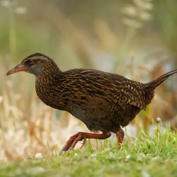 A North Island Weka walking through the grass at Hamilton Zoo