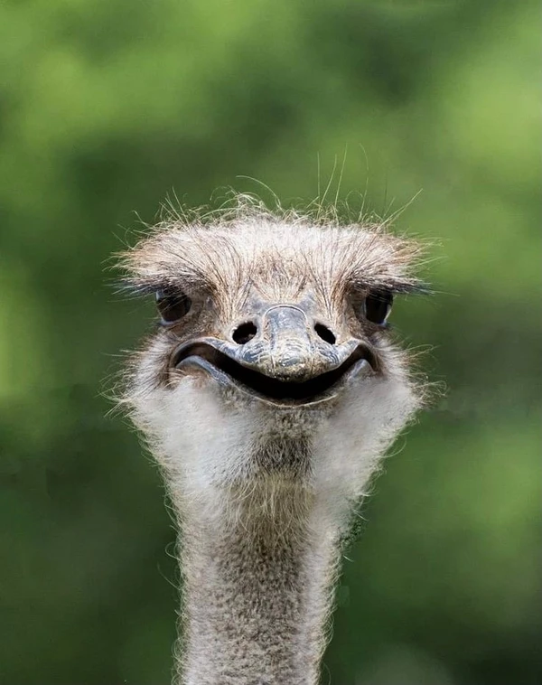 An ostrich looking directly at the camera