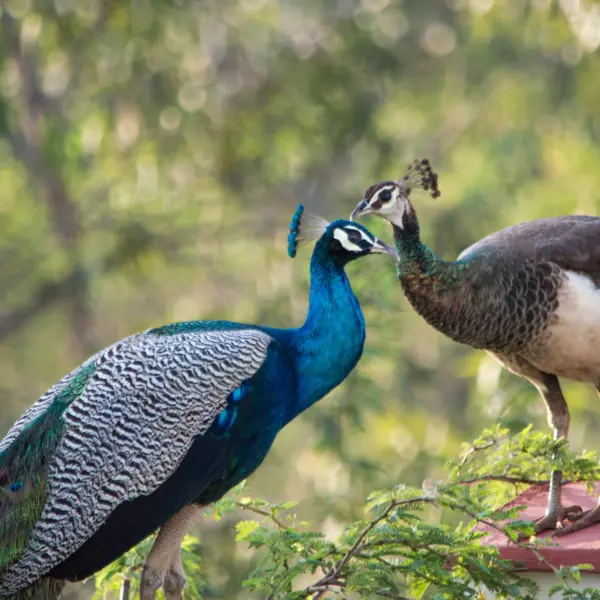 Two peafowl grooming each other