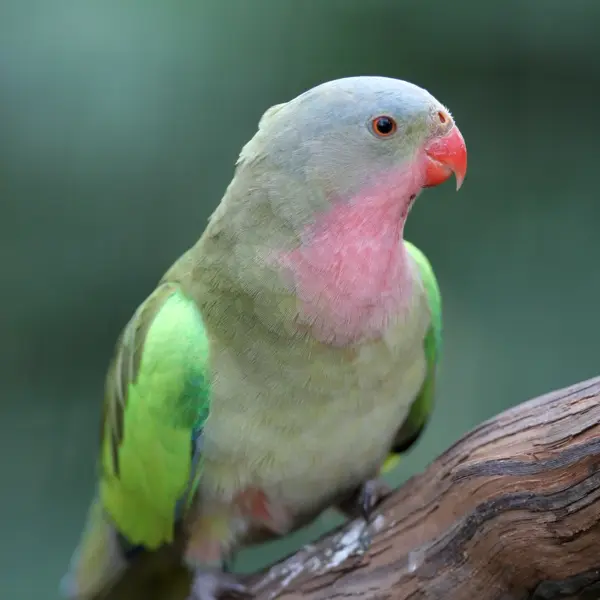 A Princess Parrot perched on a large branch at Hamilton Zoo