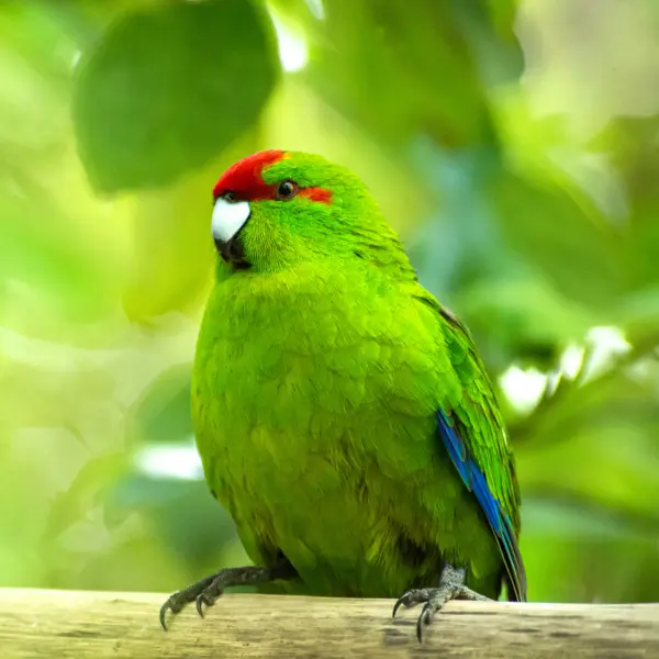 A red-crowned parakeet perched on a branch at Hamilton Zoo