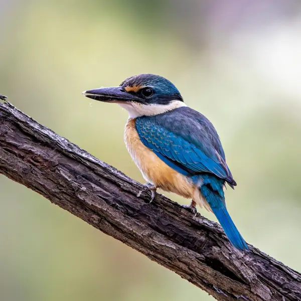 A small sacred kingfisher scaling a branch at Hamilton Zoo