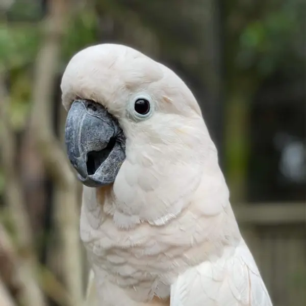 A salmon-crested cockatoo looking into the camera