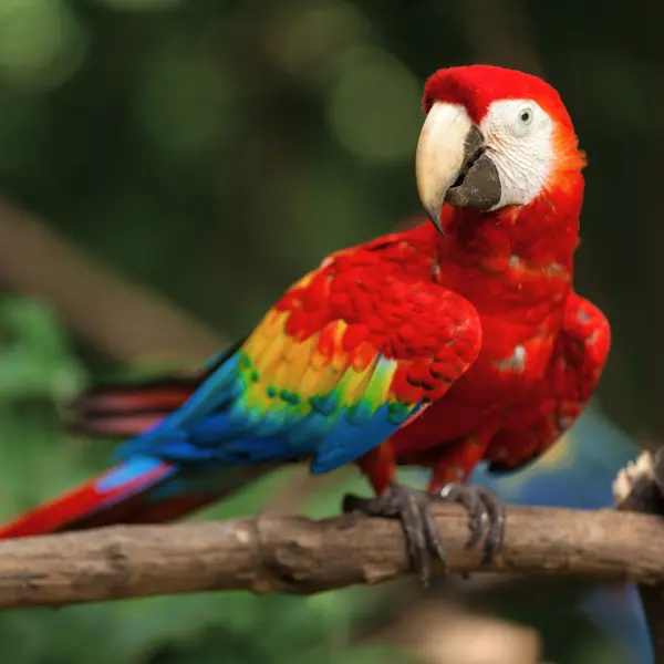 A scarlet macaw perched on a branch