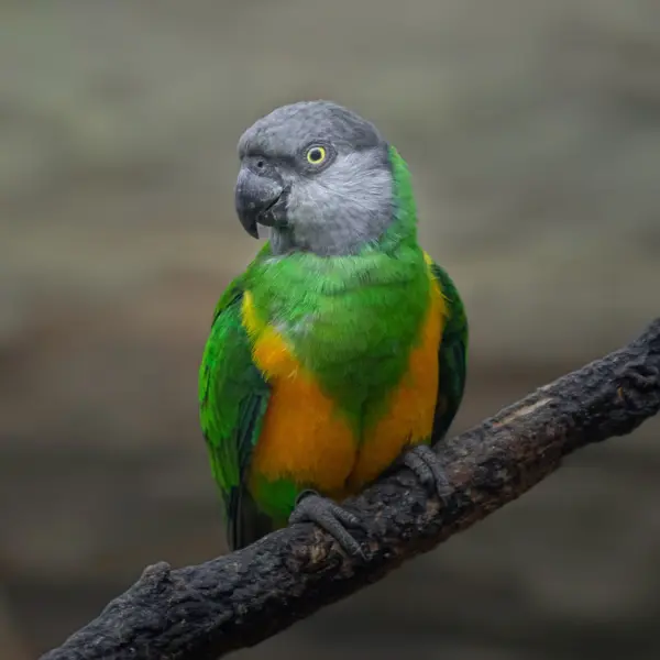 A Senegal parrot perched on a branch at Hamilton Zoo