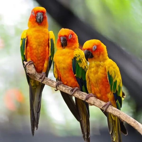 A group of sun conures perched together on a branch