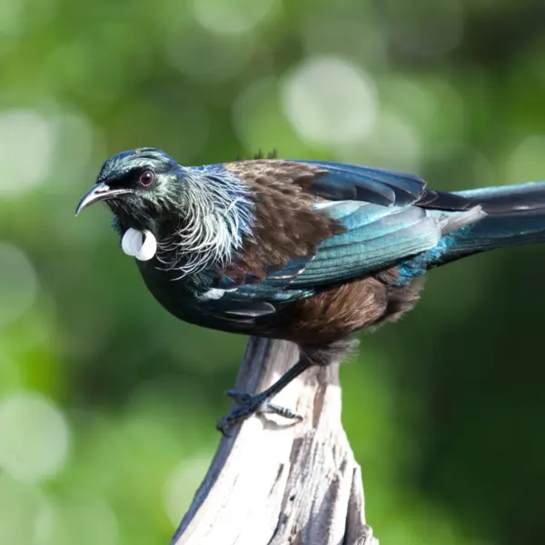 A tui perched on a broken branch