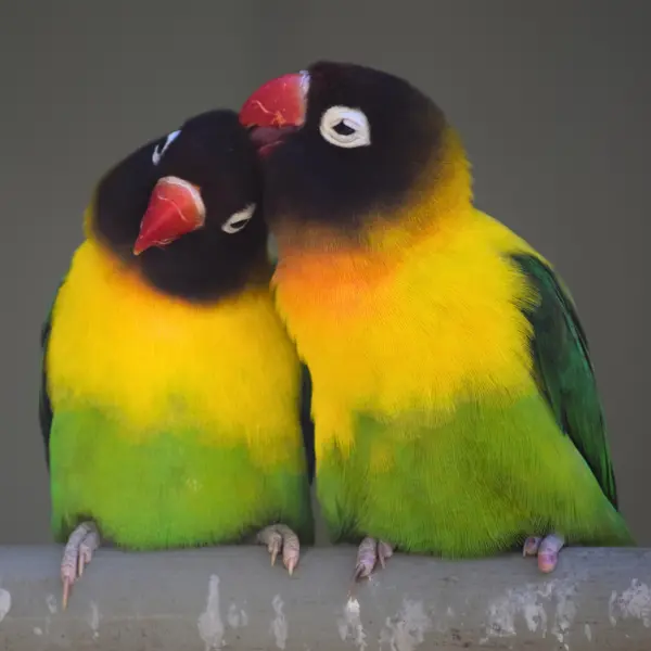 Two yellow-collared lovebirds curled together