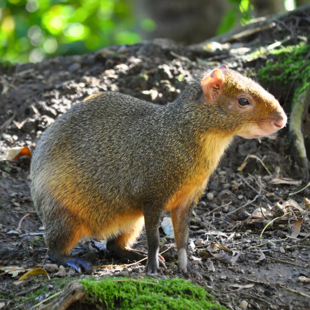 An image of an Agouti, a small terrestrial rodent