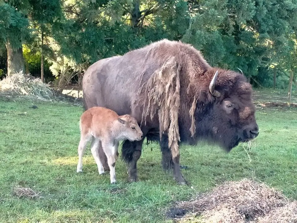 An adult and a young bison grazing in a grassy area