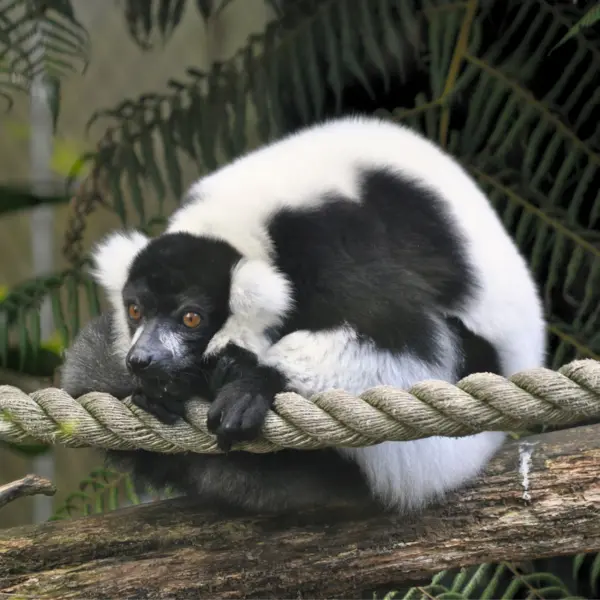 A black and white ruffed lemur holding on to a rope