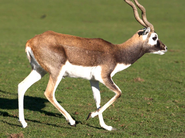 An image of a Blackbuck walking in a grassy area