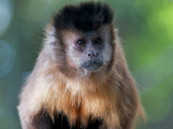 A close-up image of a Brown Capuchin Monkey's face